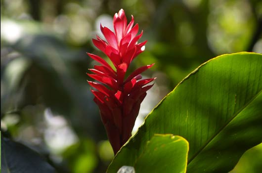 Decorative Ginger Plants In Costa Rica