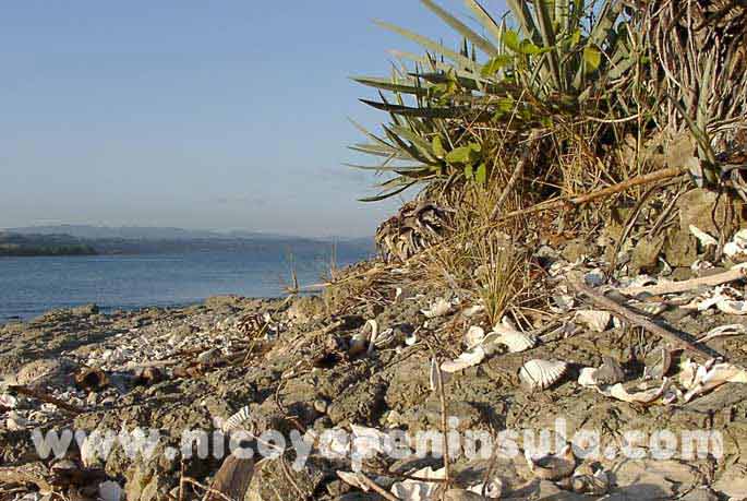 Shells debris on the Cemetary Island