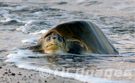 Sea Turtle in Ostional