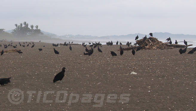 Vultures on the beach of Ostional