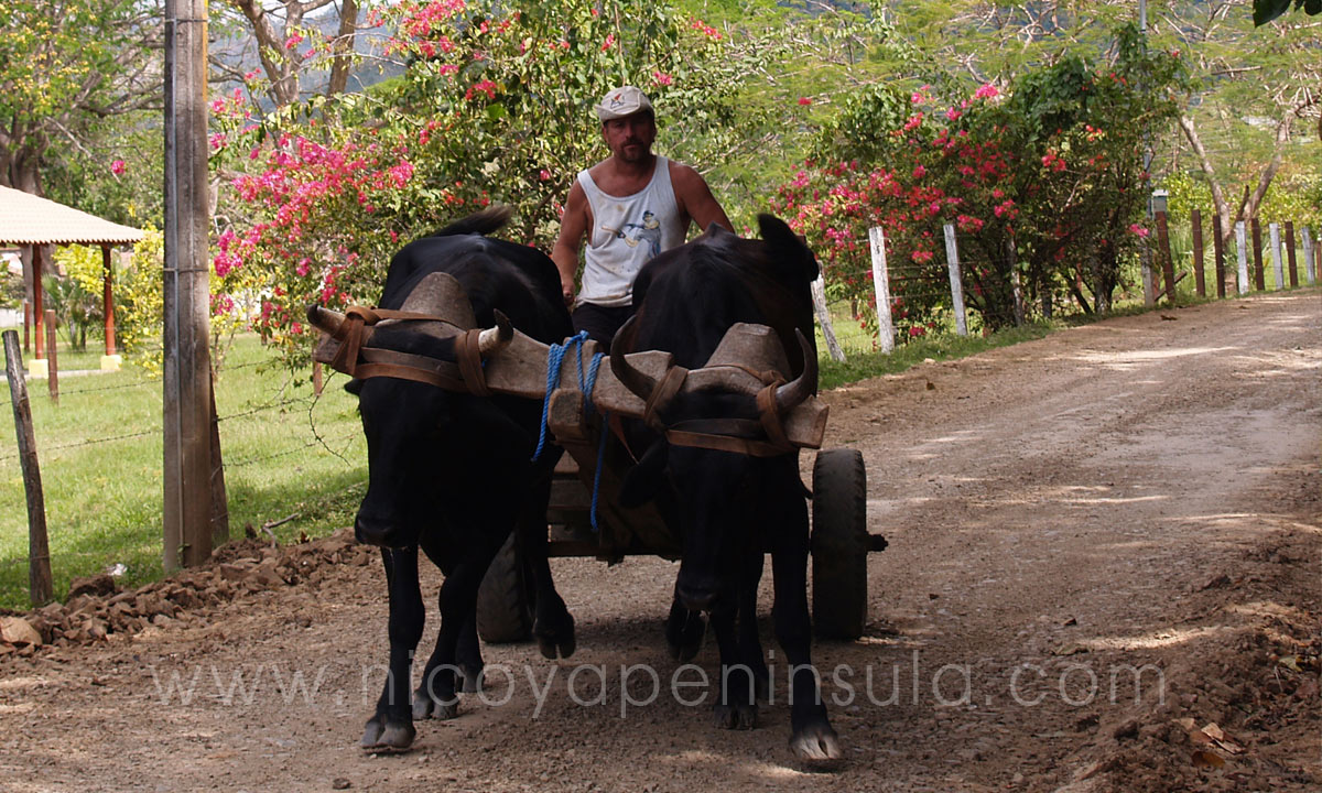 Traditional ox cart in Cangrejal