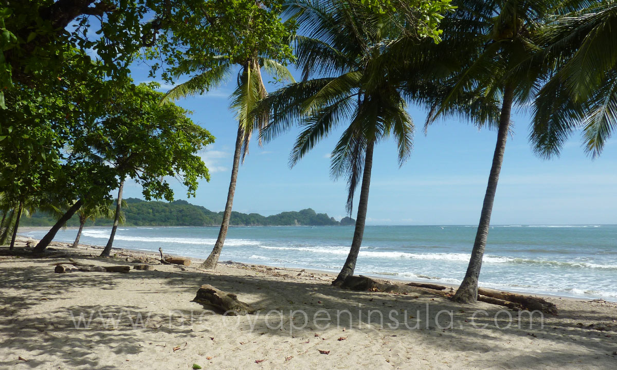 Palm-studded Beach