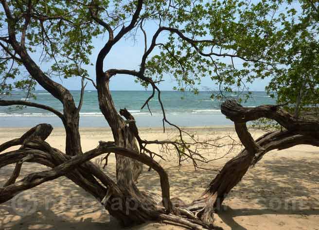 Playa Avellanas