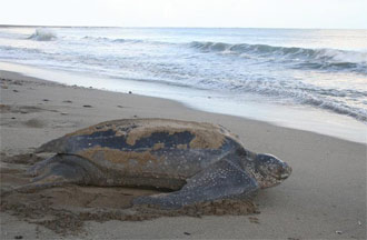 Leatherback Sea Turtle on Playa Grande