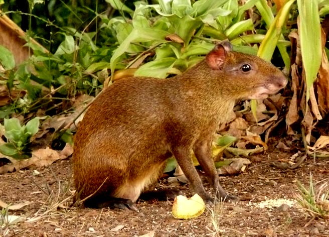 Costa Rica Nicoya Peninsula Wildlife Guide - Agouti and Squirrels