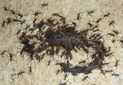 Army Ants disassembling a scorpion