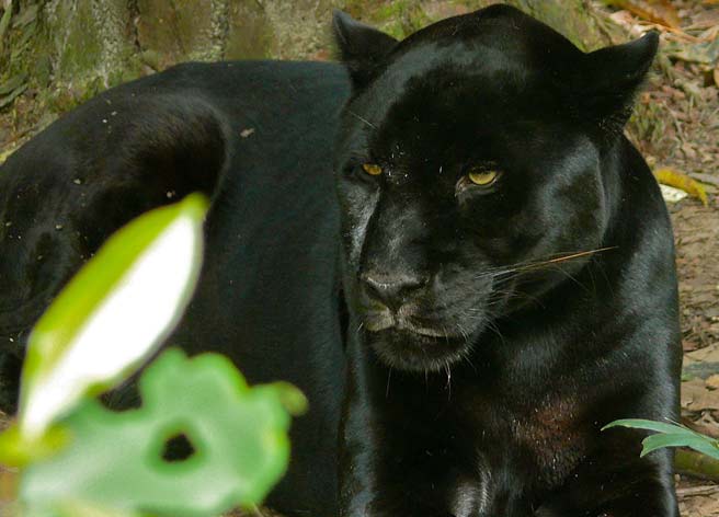 Costa Rica Wild Cats, Jaguar Ocelot Jaguarundi Margay Cat