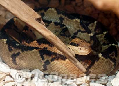 Costa Rica Bushmaster Snake