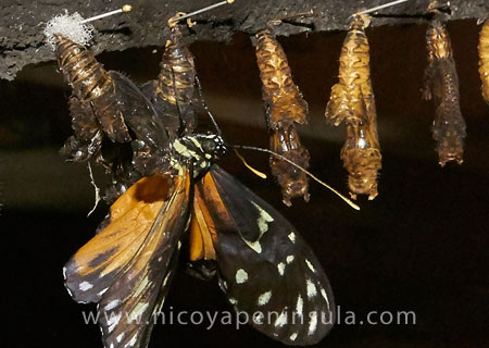 Butterfly Garden Costa Rica