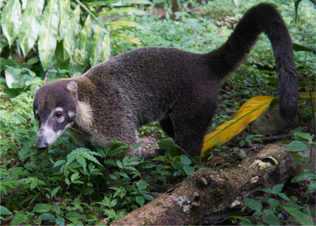 Costa Rica Nature and Wildlife, Kinkajou, Racoon and Coati