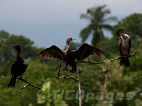 Cormorants Costa Rica