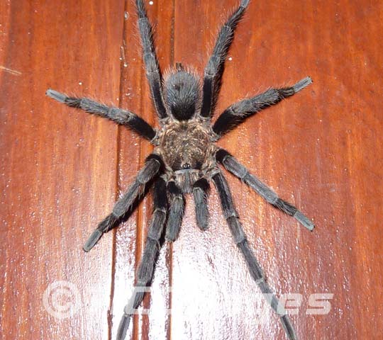 Spiders in Costa Rica. Nicoya Peninsula Wildlife Guide