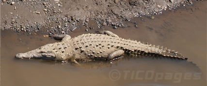 Crocodile Costa Rica