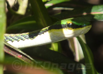 Non-venomous colored snakes in Costa Rica Nicoya Peninsula