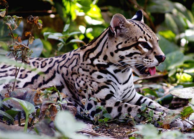 Costa Rica Wild Cats, Jaguar Ocelot Jaguarundi Margay Cat