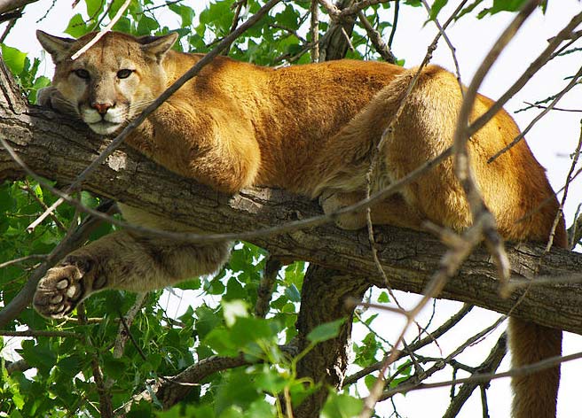 puma costa rica