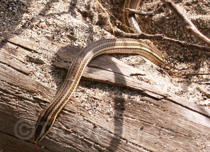 poisonous snakes in costa rica