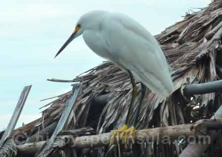 Great Egret (Ardea alba) known by it's large size & yellow beak, Nosara  Beach & river mouth. Nosara, Nicoya Peninsula, Guanacaste Province, Costa  Rica Stock Photo - Alamy