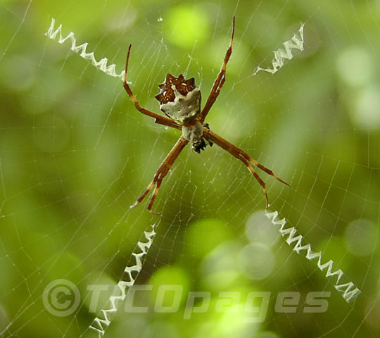 Spiders of Costa Rica - Tropical Ecology