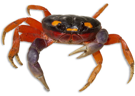 Tajalin crab