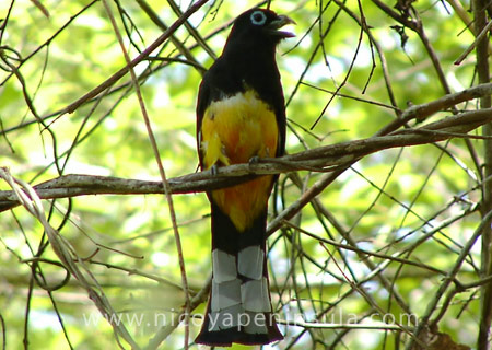 Trogon Costa Rica