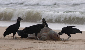 vultures and dead turtle